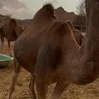 نياق مداني للبيع تمم البيع