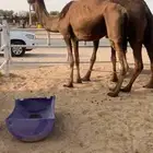 متلي بكر ولادها قرريب