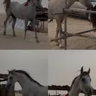 حصان ومهر للبيع