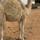 قعود مفرود ناهي