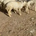 طليان حريه تم البيع