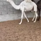 للبيع قعدان
