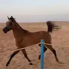 حصان شعبي كفو