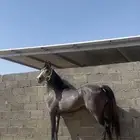 حصان