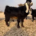 فحل عارضي