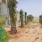 نخيل للبيع بجميع أنواعه