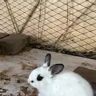 أرانب هجين بابيون