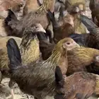 فروخ دجاج عربي اصيل