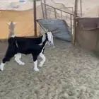 جذعه