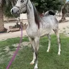 مهره عربيه شعبي