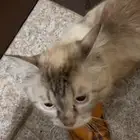 قطة أنثى للتبني