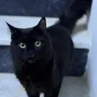 قط ذكر شيرازي طالب تزاوج التزاوج فبيت الانثى