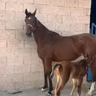 فرس مع مهر كفو