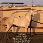 حصان شعبي