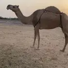 ناقه حمراء ضروبة معزول حاشيها شرط