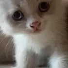قطط قط قطه كيتن كتن