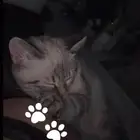 قطط تبني
