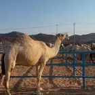 ناقة لقحة كفو