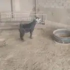 البيع جفرات