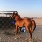 حصان