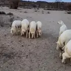 طليان وسط تم البيع