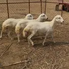 خرفان كباشة بلدي