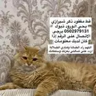 قطط