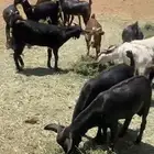 ذبايح كفو ونظيفه . ذبح معا خدمة التوصيل