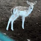 جفر فولدير هولندي