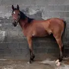 مهر واهو