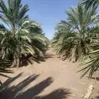 مزرعة للإيجار