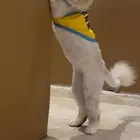قط مفقود