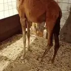 بكره حمراء طيبه