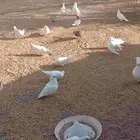 حمام فرنسي نوعية ممنازه