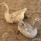 مطلوب وز بلدي