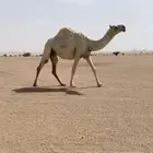 لقحات ثنتين طيبه