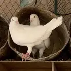 جوز مع عياله