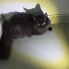 قط للتبني
