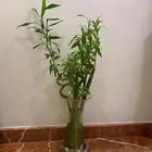 مزهريه