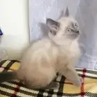 كتن هجين ذكر