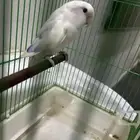ذكر روز