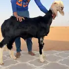 طلي مشروع صنف نجدي