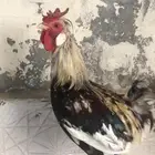 ديك كويتي او ترثه
