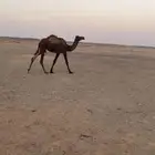 للبيع بكرره حقه سليمه من جميع العذاريب