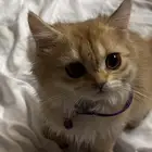 للبيع قطط