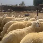 طليان مناسبات