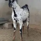تركيب الألوان وتثبيتها حلقه (2)