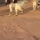 مرااح مشاريك ومطورات خصصم