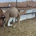 قعود للبيع