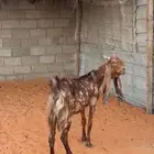 للبيع معزا مشاريك
